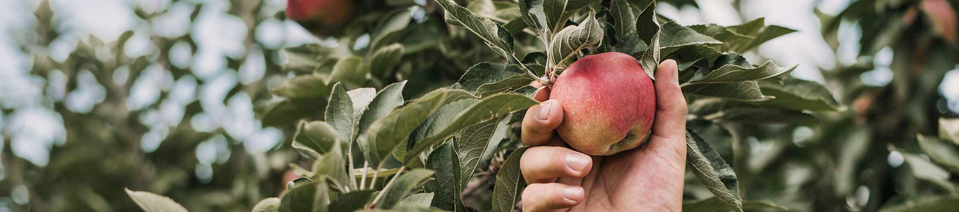 Rootstock plantation