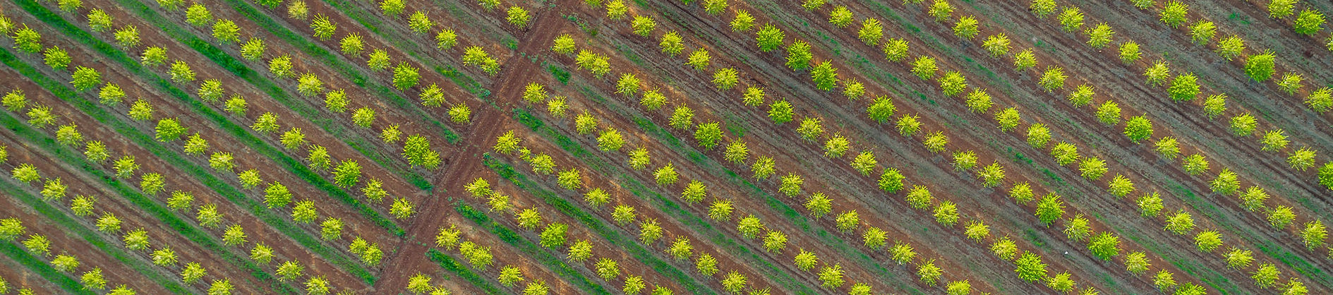 CDB Rootstocks plantation